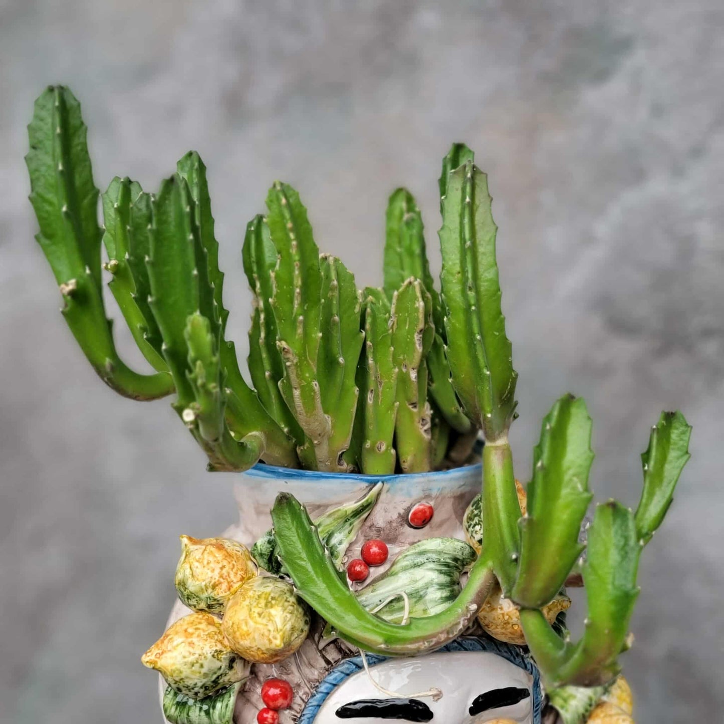 Stapelia gigantea - Carrion Plant