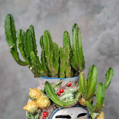 Stapelia gigantea - Carrion Plant