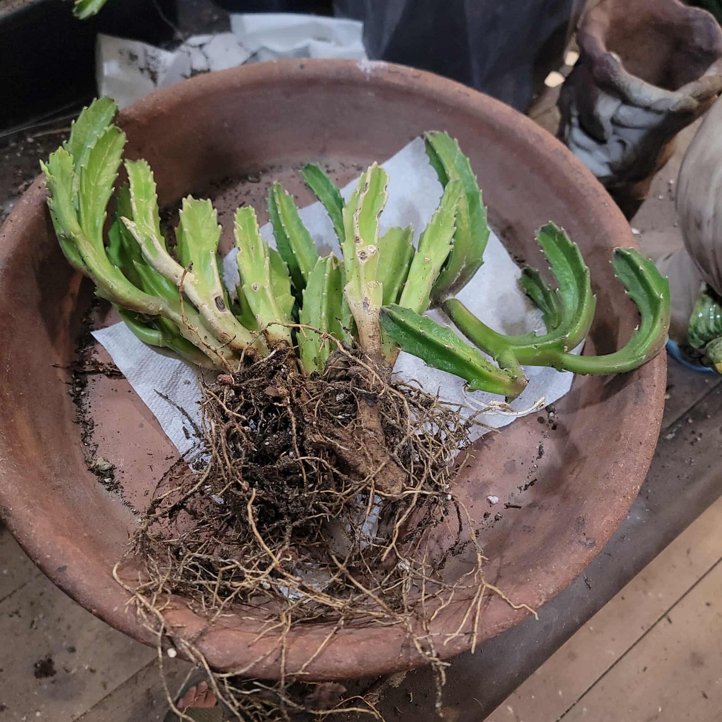 Stapelia gigantea - Carrion Plant
