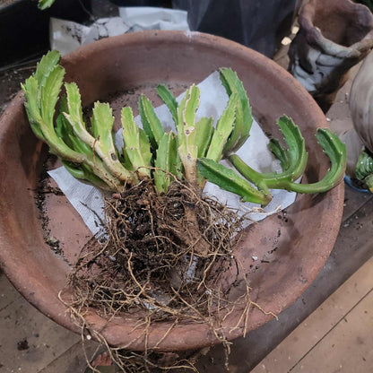 Stapelia gigantea - Carrion Plant