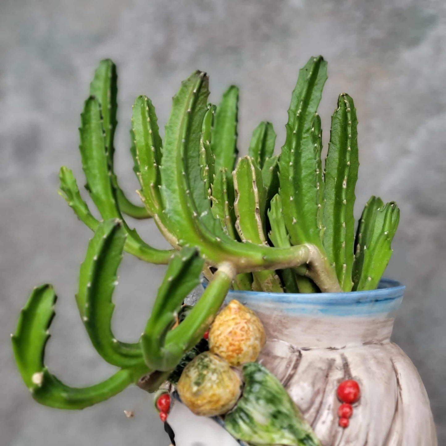 Stapelia gigantea - Carrion Plant