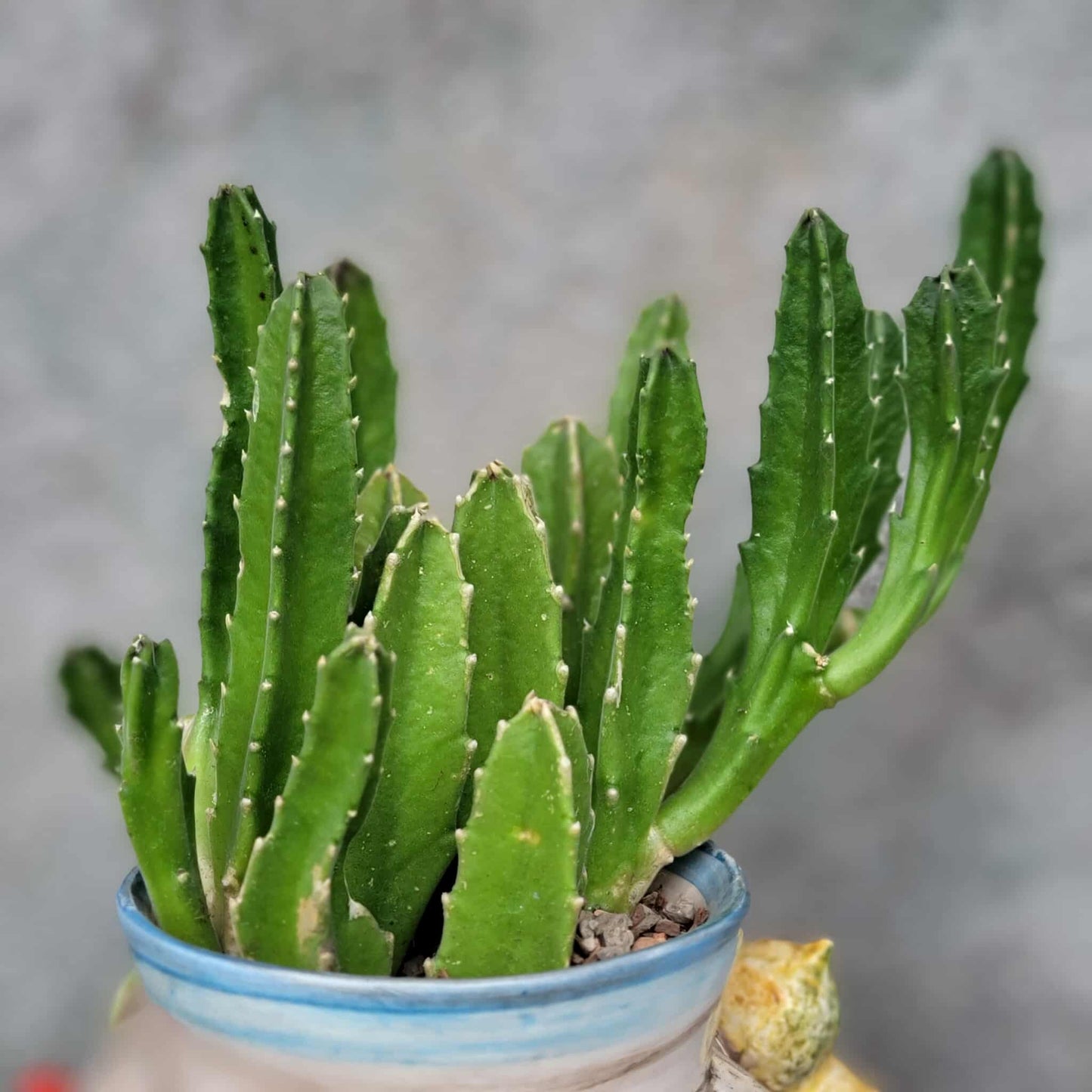 Stapelia gigantea - Carrion Plant