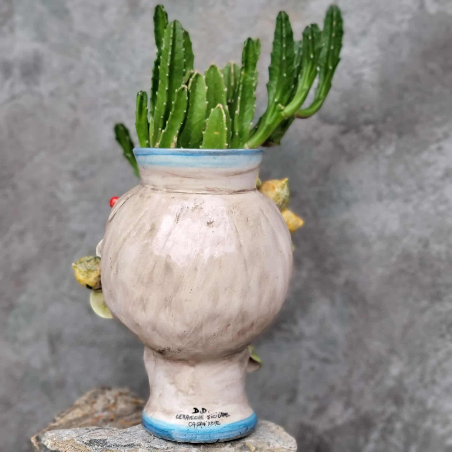 Stapelia gigantea - Carrion Plant