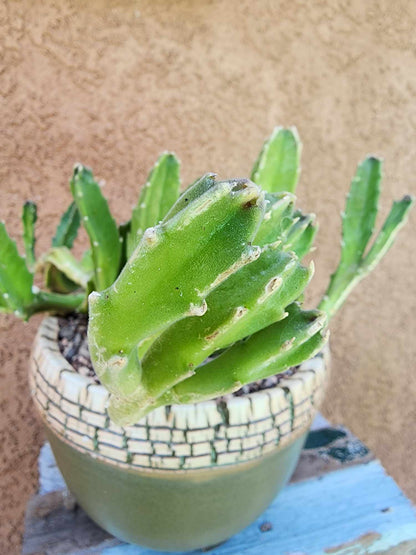 Stapelia gigantea - Carrion Plant