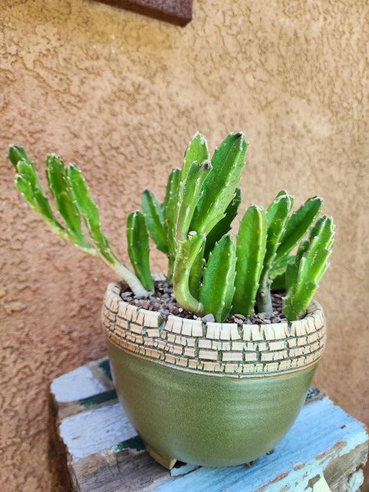 Stapelia gigantea - Carrion Plant