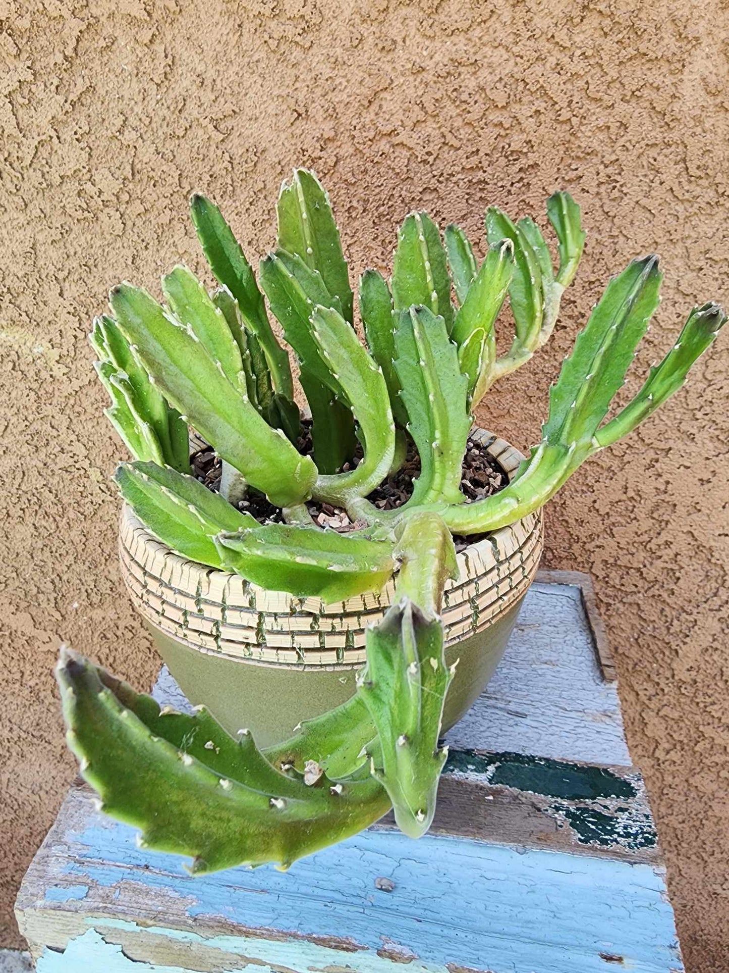 Stapelia gigantea - Carrion Plant