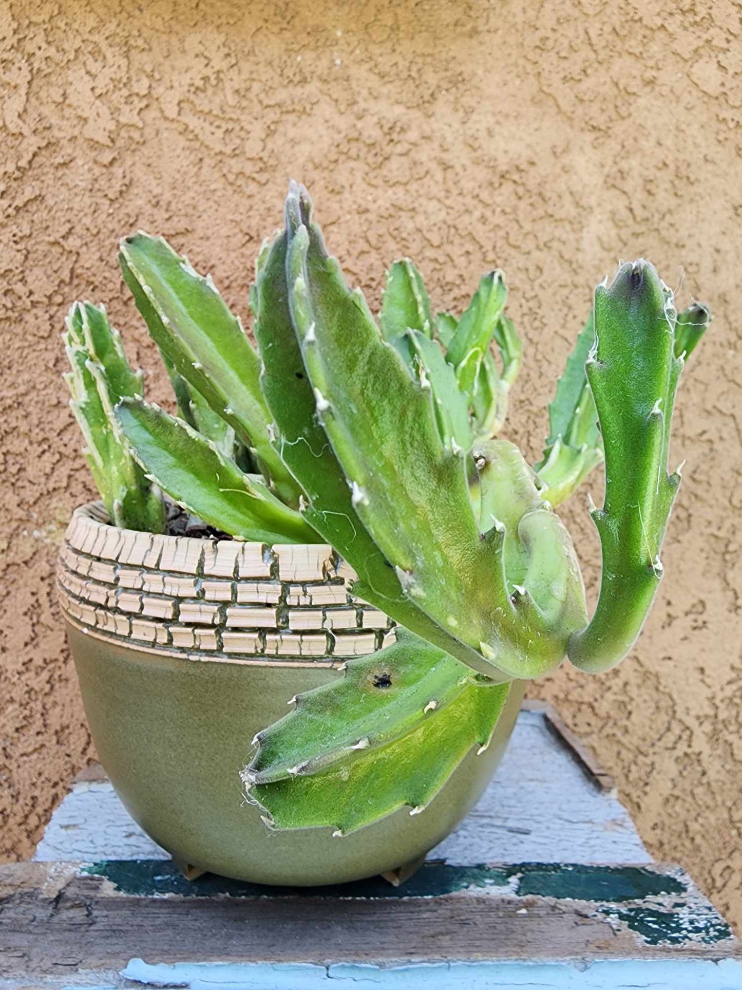 Stapelia gigantea - Carrion Plant