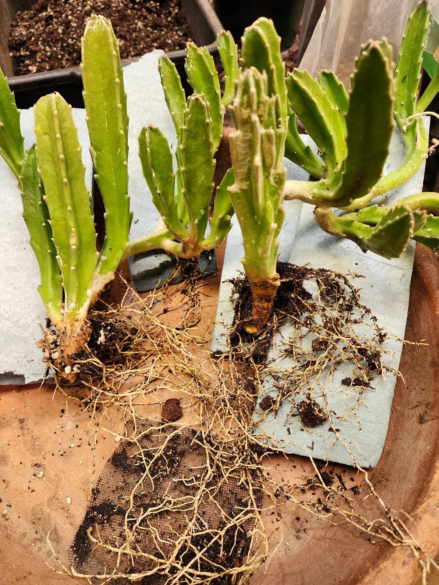 Stapelia gigantea - Carrion Plant