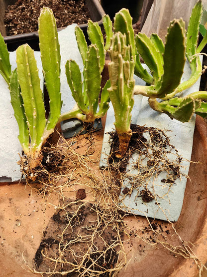 Stapelia gigantea - Carrion Plant