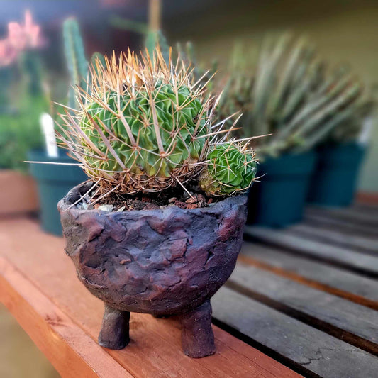 Stenocactus Lamellosus