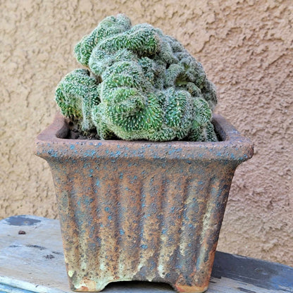 Stenocactus guerraianus f. cristatus
