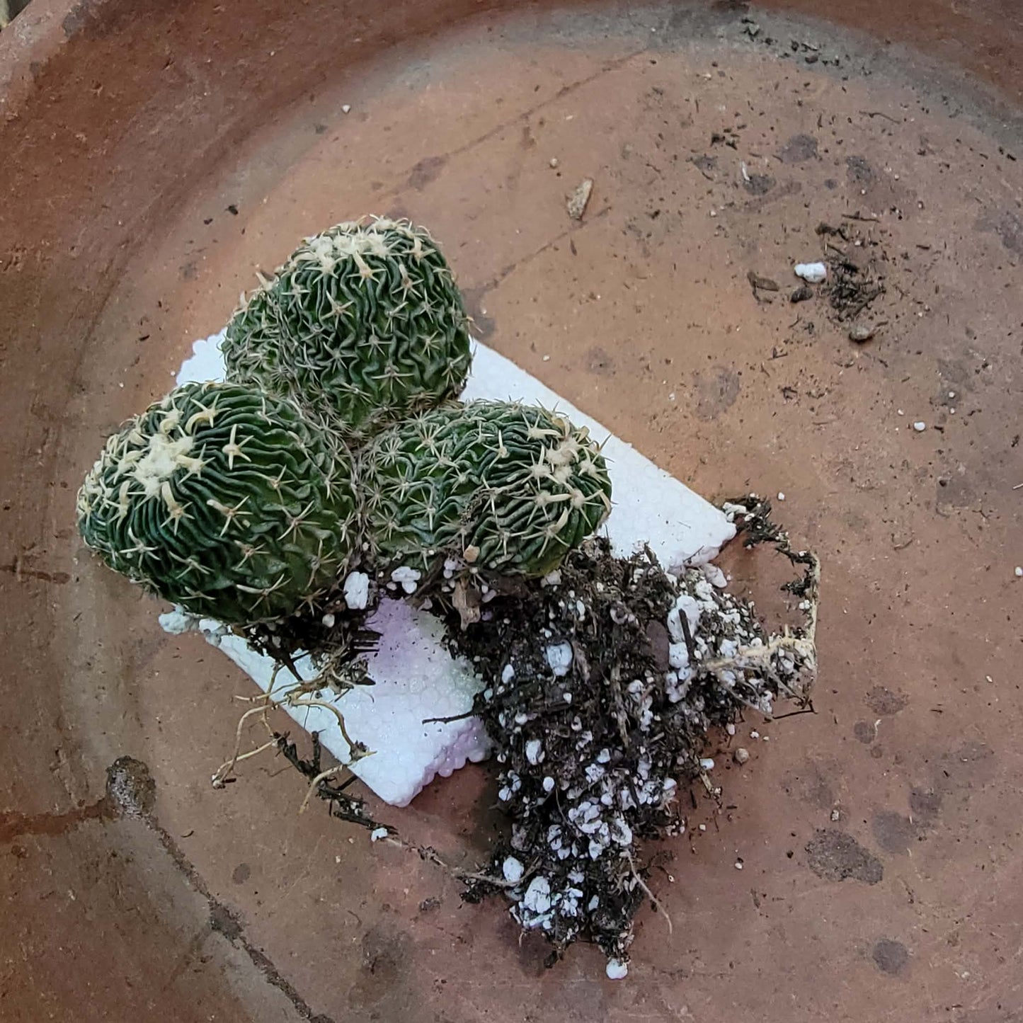 Stenocactus multicostatus - Cluster - 5 Heads