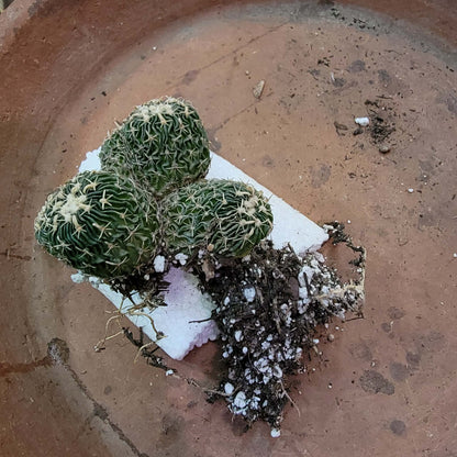 Stenocactus multicostatus - Cluster - 5 Heads