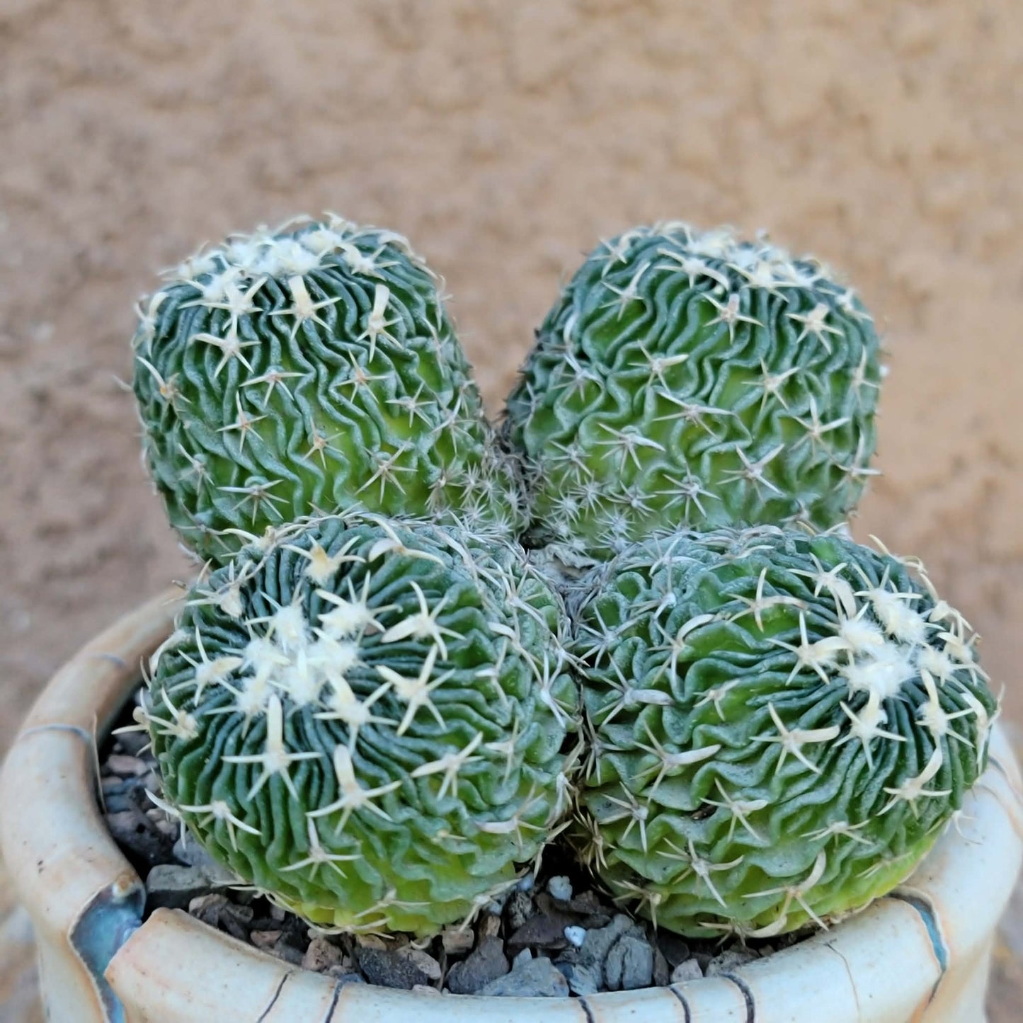 Stenocactus multicostatus - Cluster - 5 Heads