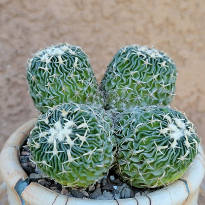 Stenocactus multicostatus - Cluster - 5 Heads