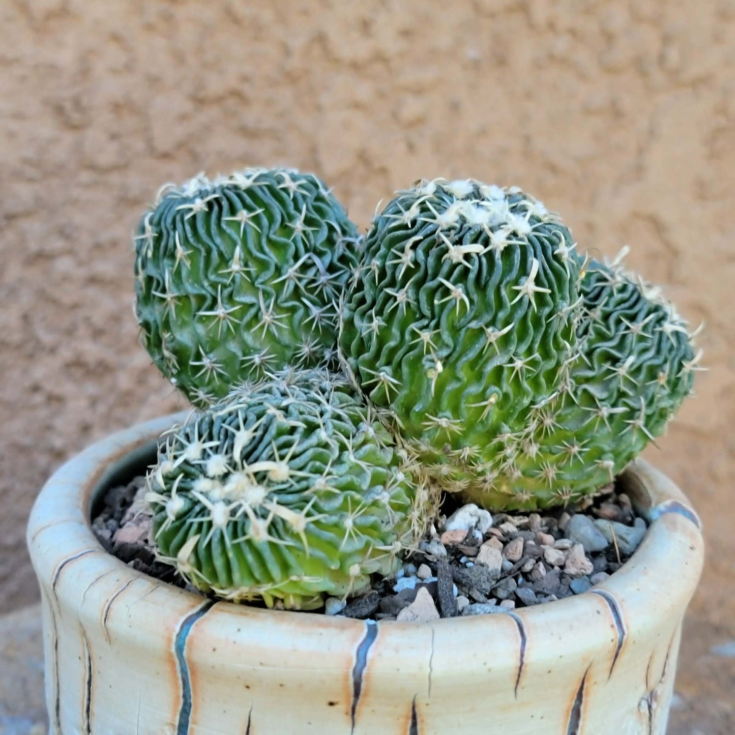 Stenocactus multicostatus - Cluster - 5 Heads
