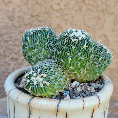 Stenocactus multicostatus - Cluster - 5 Heads