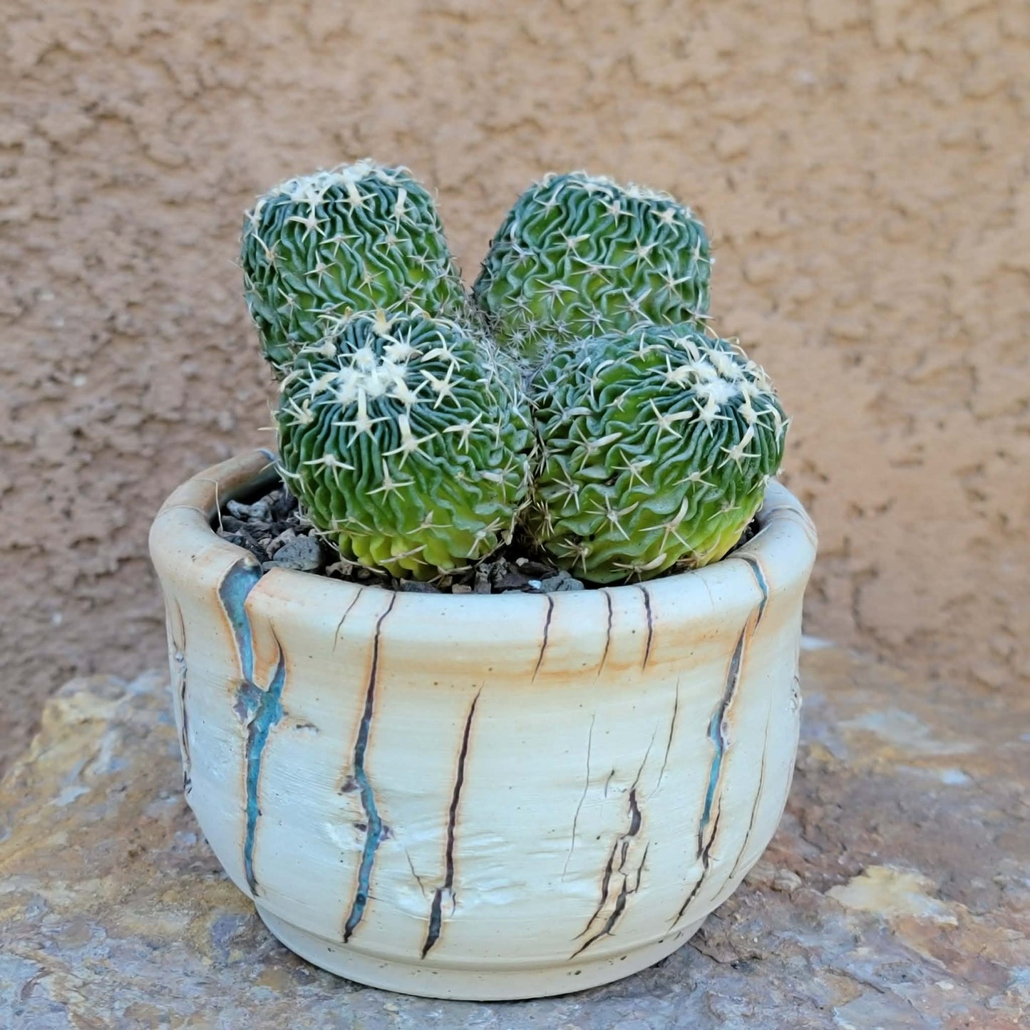Stenocactus multicostatus - Cluster - 5 Heads