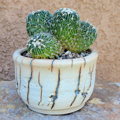 Stenocactus multicostatus - Cluster - 5 Heads