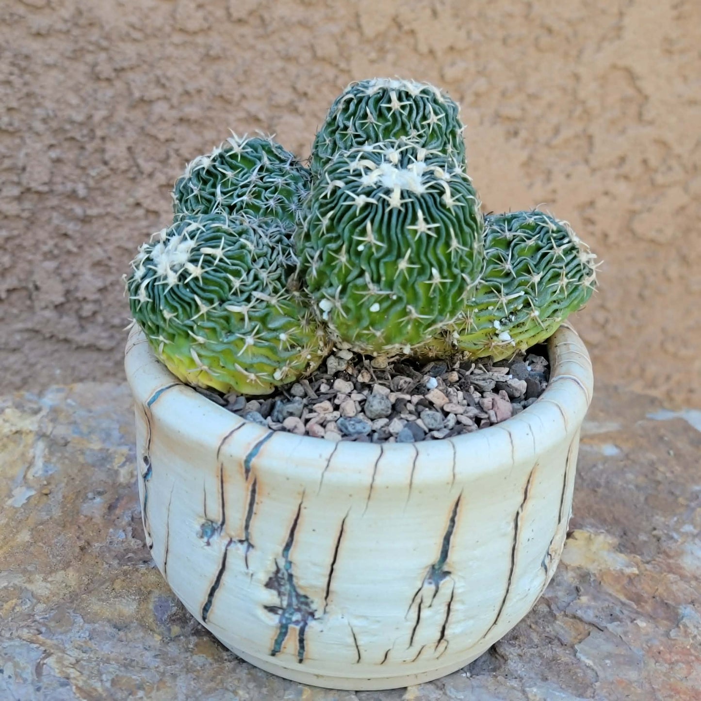Stenocactus multicostatus - Cluster - 5 Heads