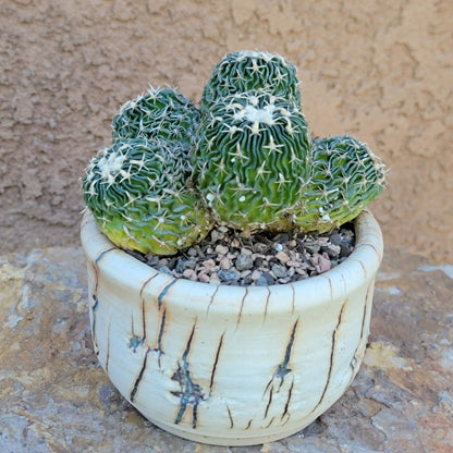Stenocactus multicostatus - Cluster - 5 Heads