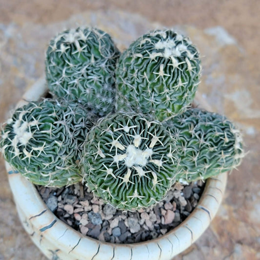 Stenocactus multicostatus - Cluster - 5 Heads