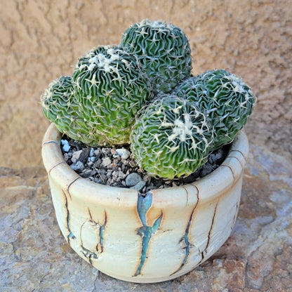 Stenocactus multicostatus - Cluster - 5 Heads