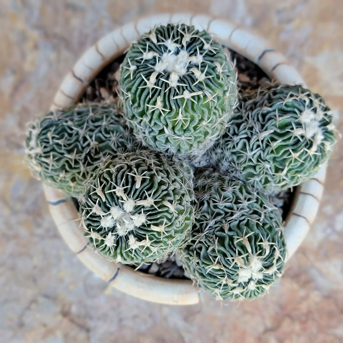 Stenocactus multicostatus - Cluster - 5 Heads