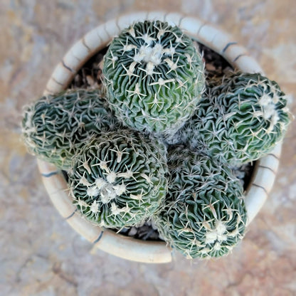 Stenocactus multicostatus - Cluster - 5 Heads
