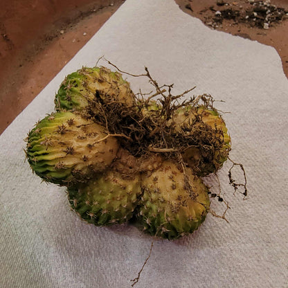 Stenocactus multicostatus - Cluster