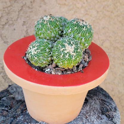 Stenocactus multicostatus - Cluster