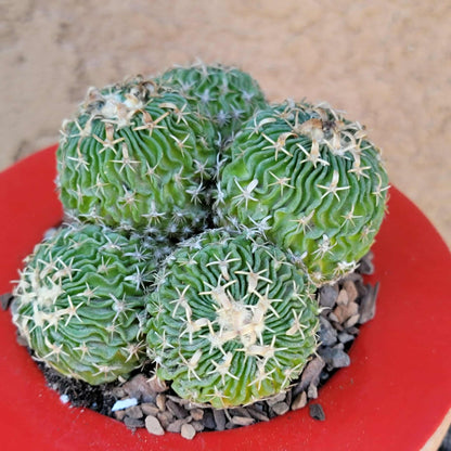 Stenocactus multicostatus - Cluster