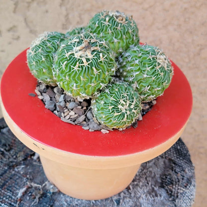Stenocactus multicostatus - Cluster