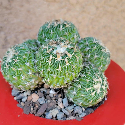 Stenocactus multicostatus - Cluster