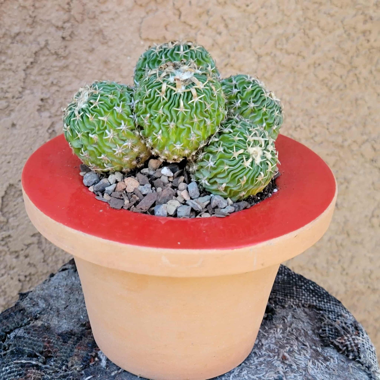 Stenocactus multicostatus - Cluster
