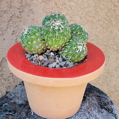 Stenocactus multicostatus - Cluster