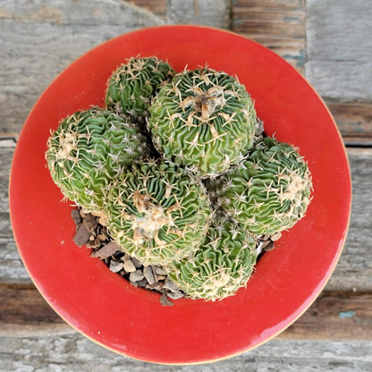 Stenocactus multicostatus - Cluster