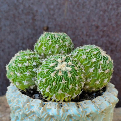Stenocactus multicostatus - Cluster