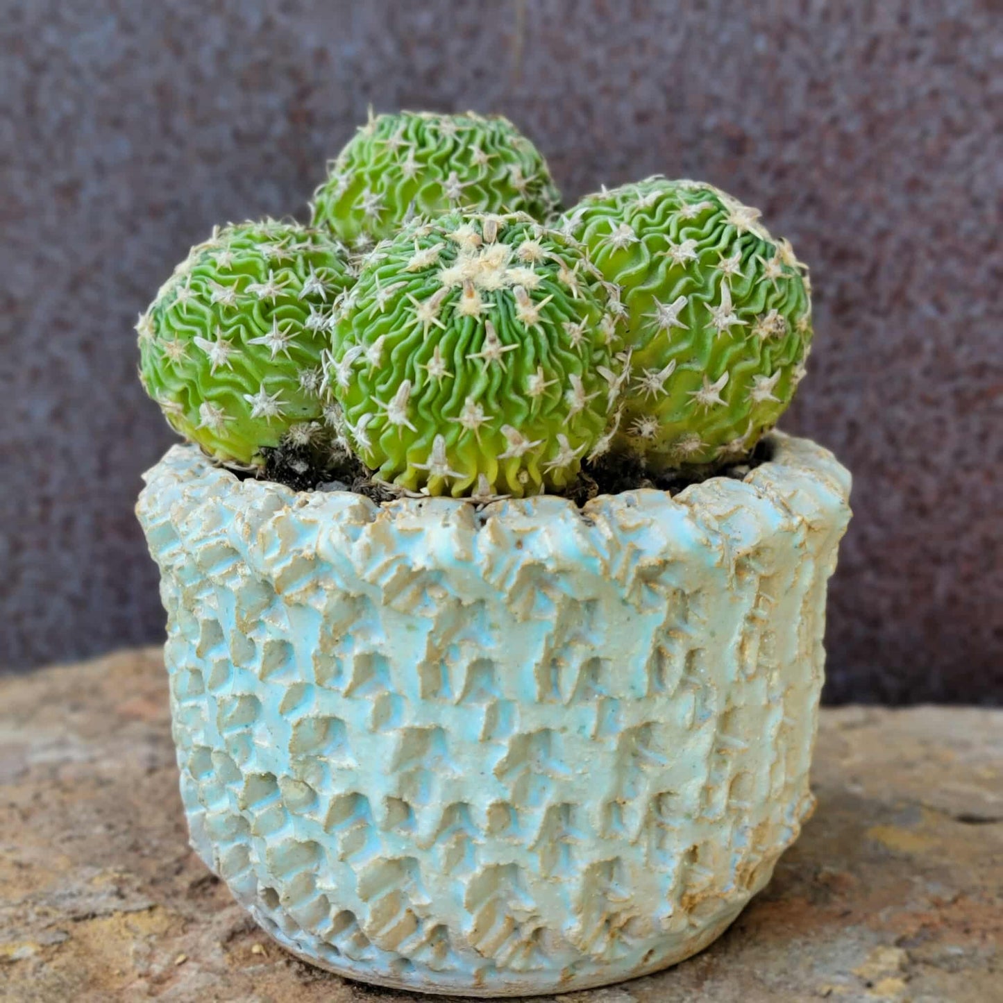 Stenocactus multicostatus - Cluster