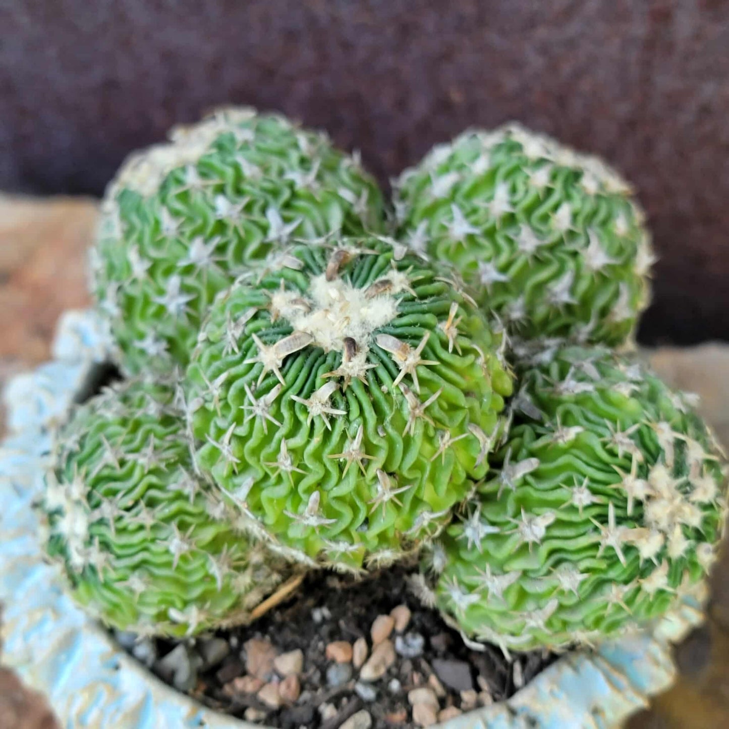 Stenocactus multicostatus - Cluster