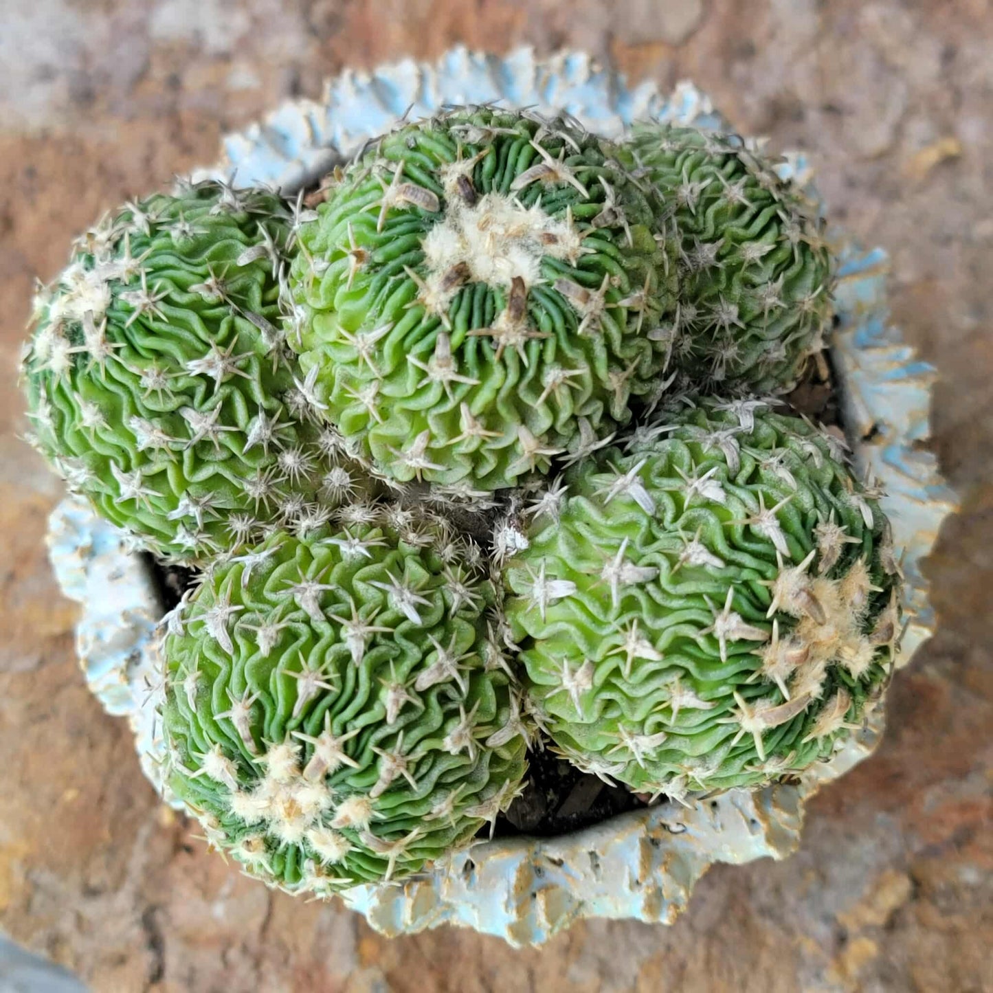 Stenocactus multicostatus - Cluster