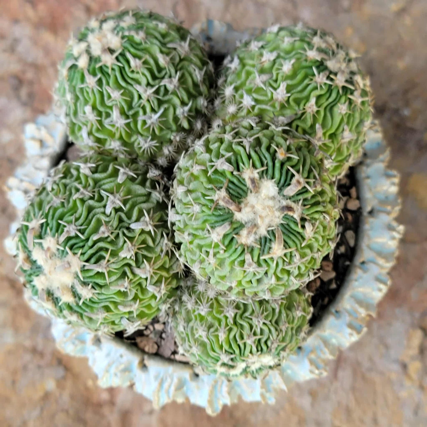 Stenocactus multicostatus - Cluster