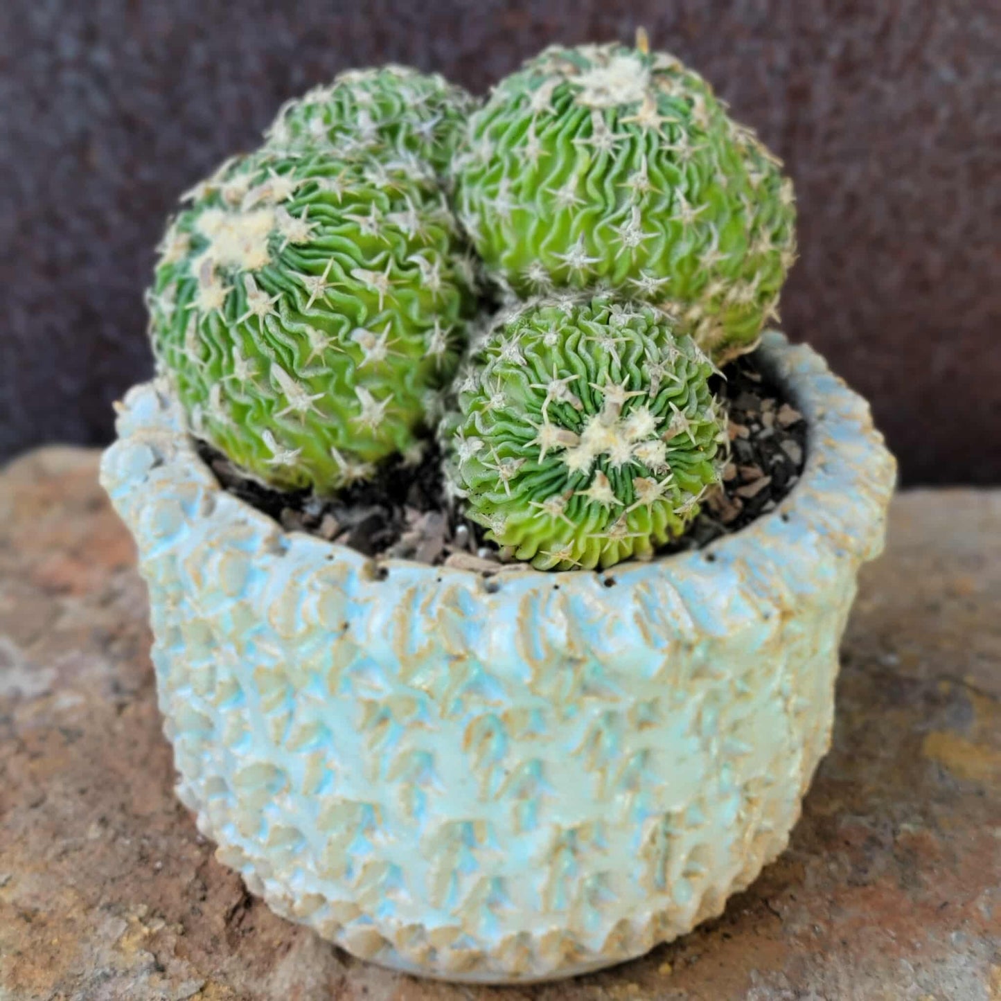 Stenocactus multicostatus - Cluster