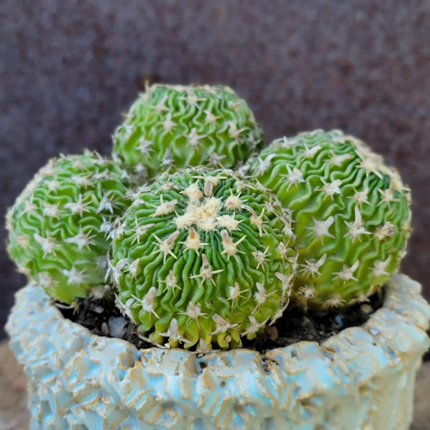 Stenocactus multicostatus - Cluster