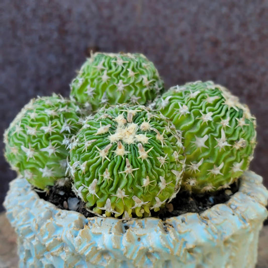 Stenocactus multicostatus - Cluster