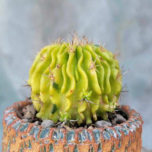Stenocactus multicostatus f. variegata
