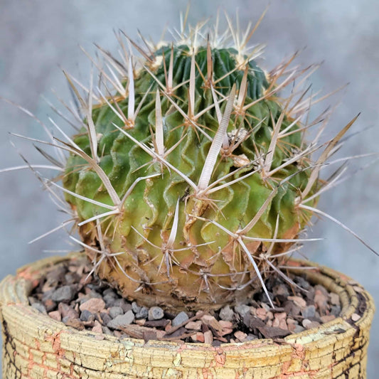 Stenocactus multicostatus subsp. Zacatecasensis