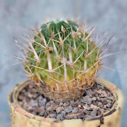 Stenocactus multicostatus subsp. Zacatecasensis