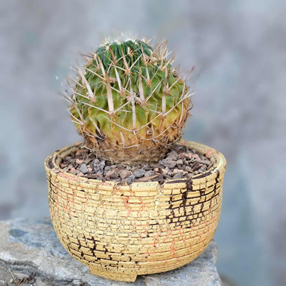 Stenocactus multicostatus subsp. Zacatecasensis
