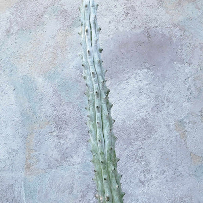 Stenocereus beneckei f. inermis - 16" Talll!